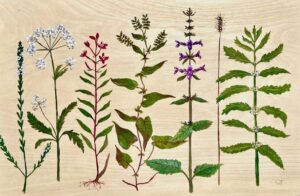 Cottage flowers on timber_s