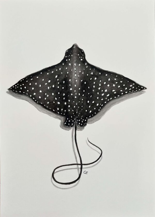 Eagle Ray