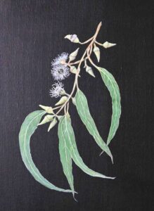 Native gumnut_s
