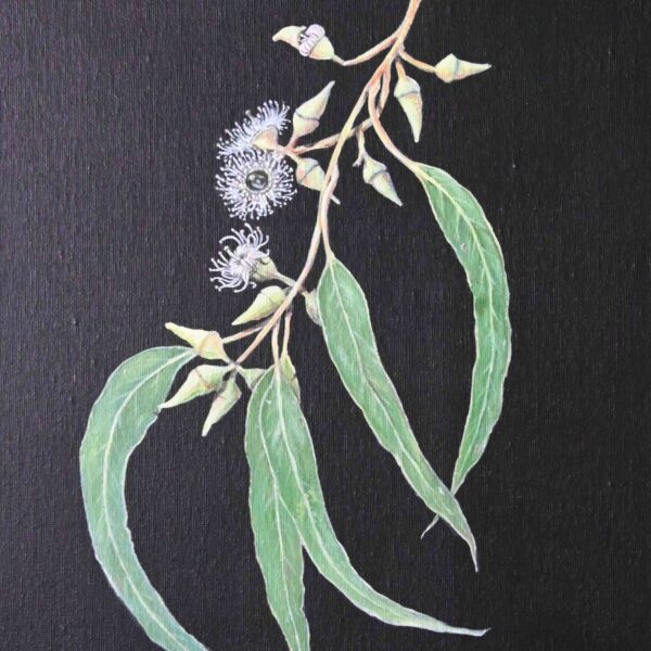 Sydney Blue gum