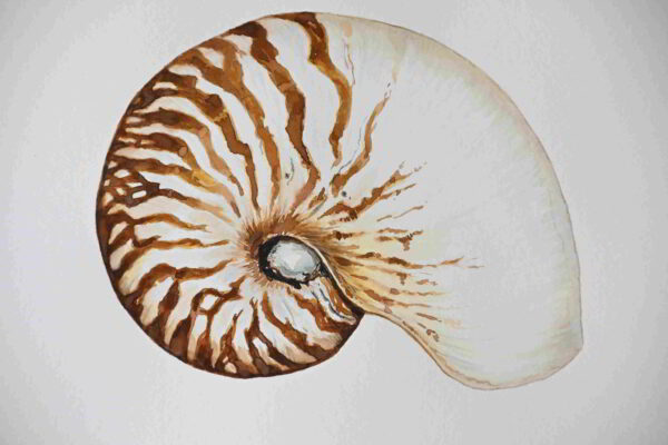 Nautilus Shell
