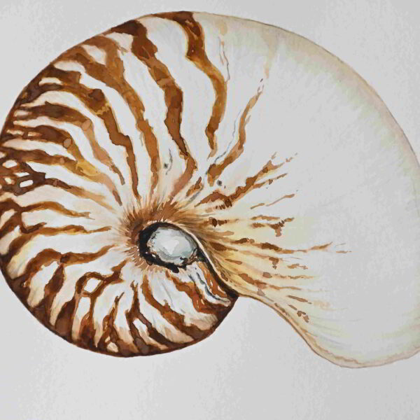 Nautilus Shell