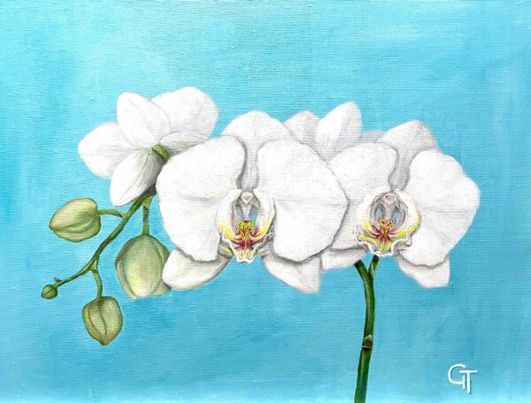 Phalaenopsis Orchid