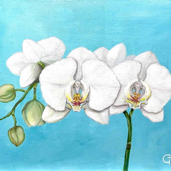 Phalaenopsis Orchid