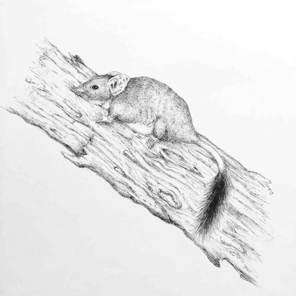 Brush-tailed Phascogale