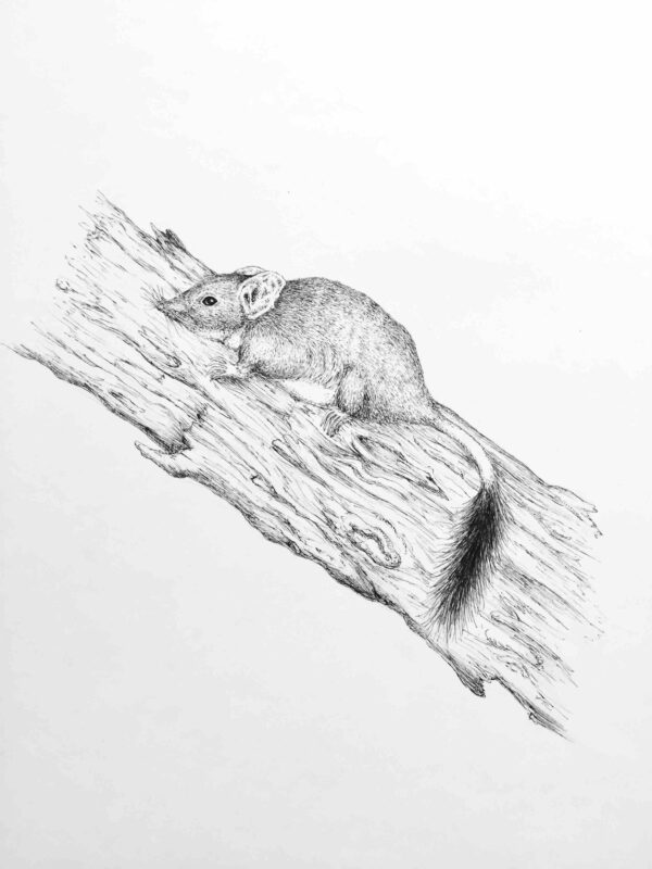 Brush-tailed Phascogale