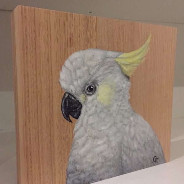 Sulphur-crested Cockatoo