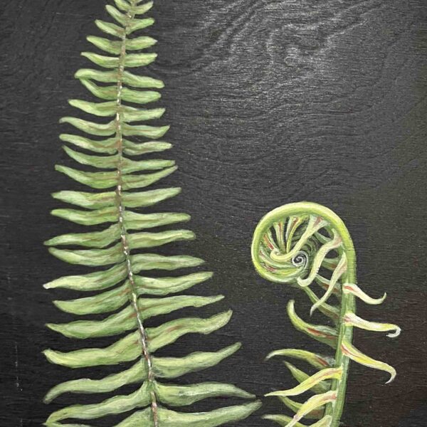 Ferns gift commission