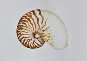 shell_s