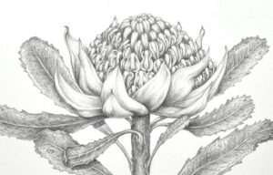 waratah_s