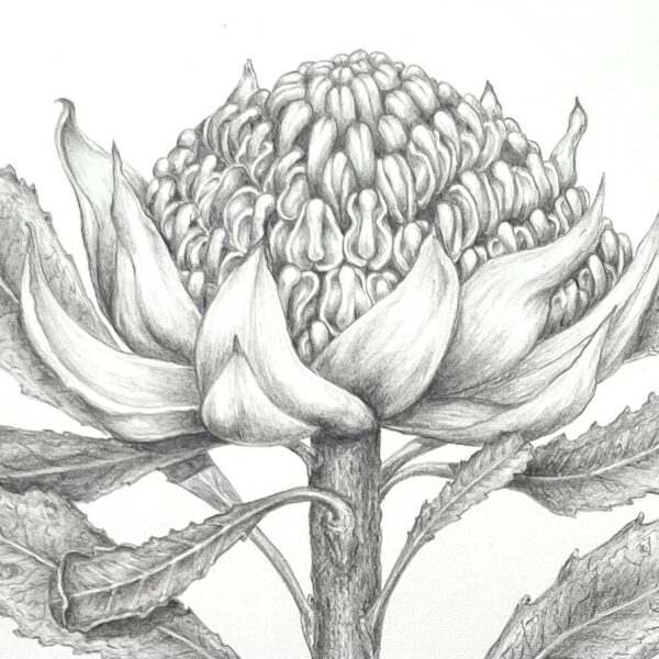 Waratah